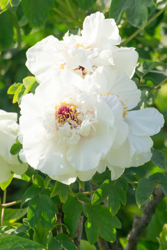 菏泽牡丹