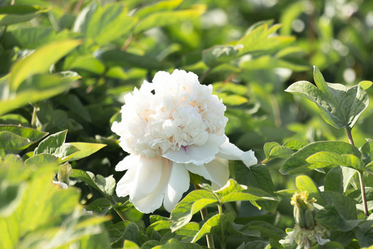 菏泽牡丹