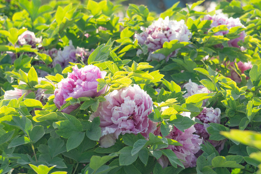 菏泽牡丹