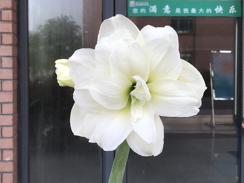朱顶红