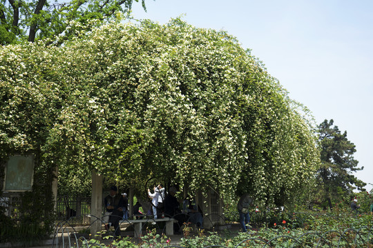 木香花