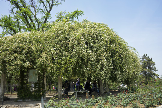 玄武湖木香花