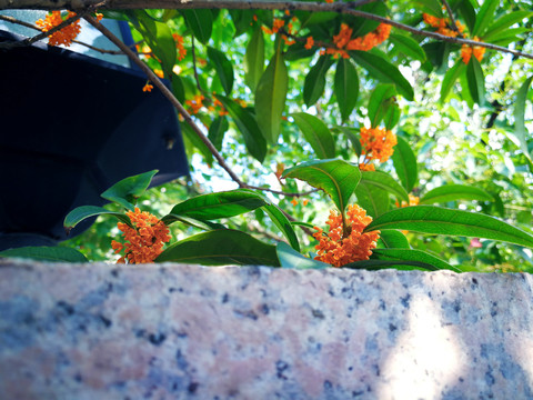 桂花