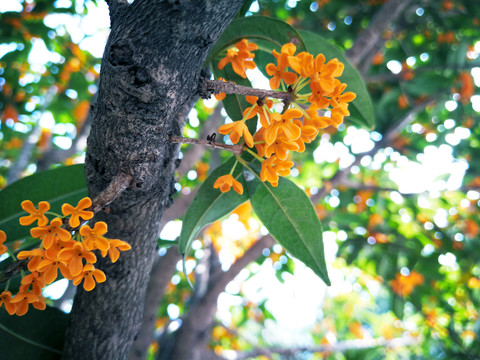 桂花