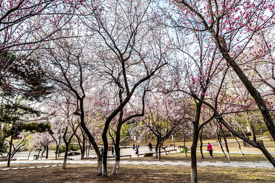 春暖花开的中国长春城区景观