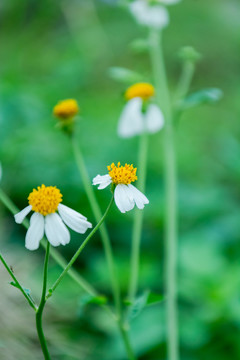 小野菊