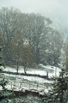 川西飞雪