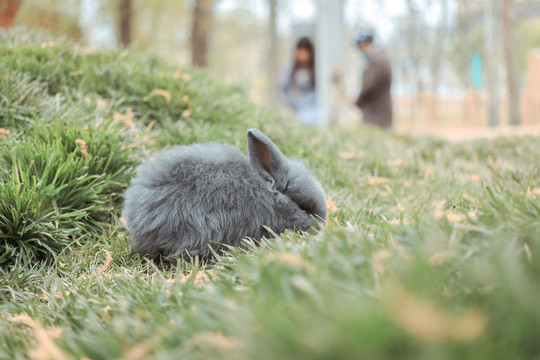 灰色兔子萌宠