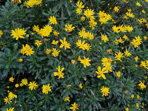 黄金菊