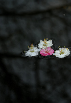 桃花花瓣