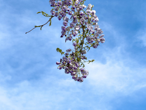 紫藤花花束