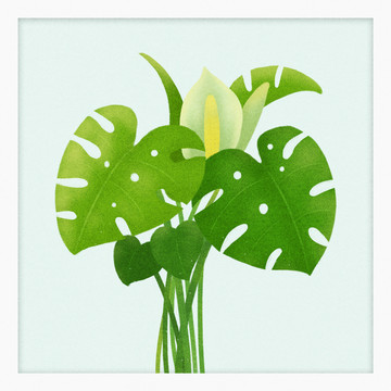植物系列之龟背竹插画