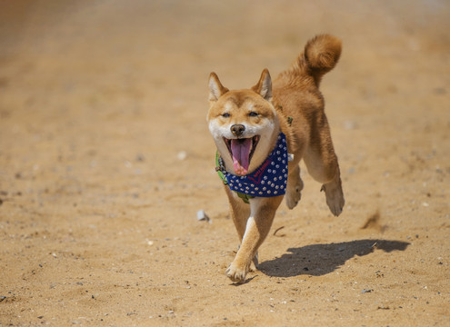 柴犬沙滩奔跑