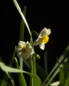 水仙花