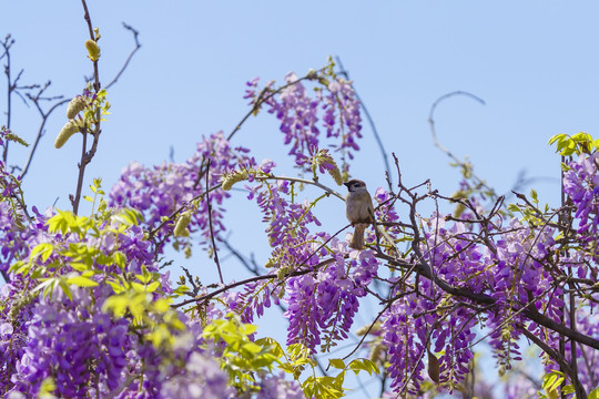 麻雀和紫藤花