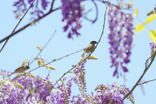 麻雀和紫藤萝花