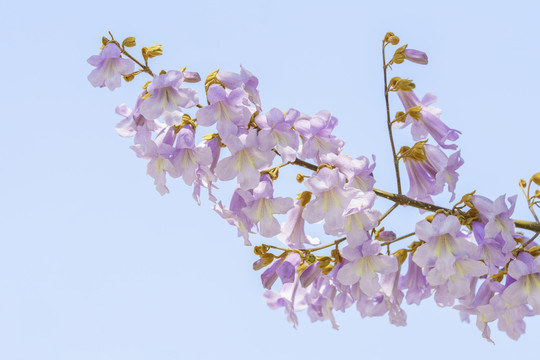 梧桐花