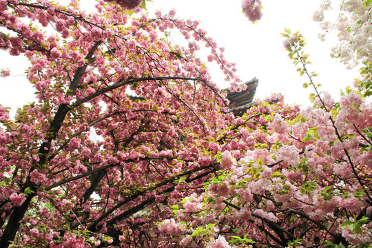 西安青龙寺盛开的樱花