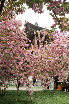 西安青龙寺樱花