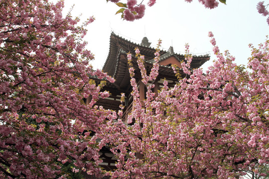 西安青龙寺樱花