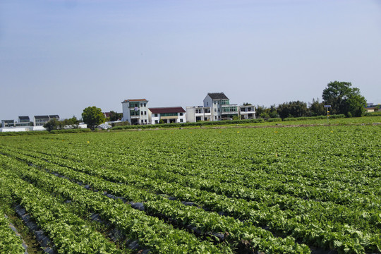 乡村生菜基地