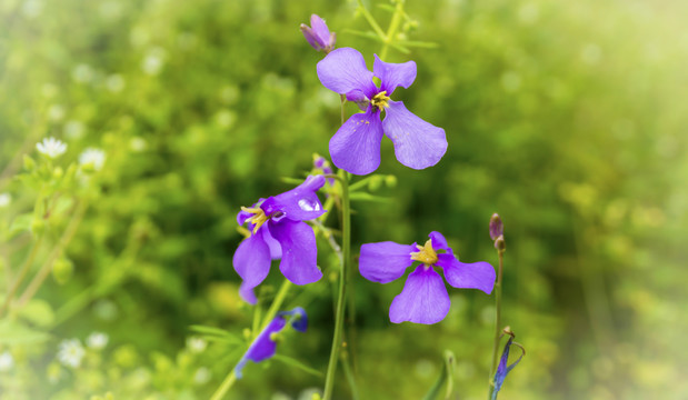 小紫花