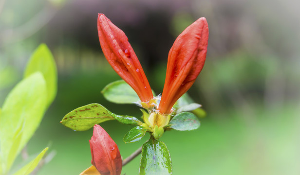 含胞欲放杜鹃花