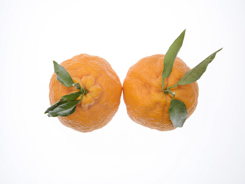两个丑橘