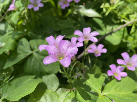 红花酢浆草