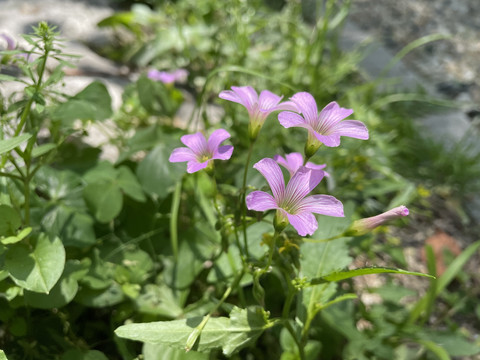 红花酢浆草