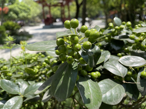 植物枸骨