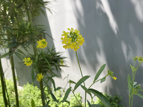 油菜花