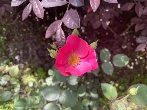 月季花