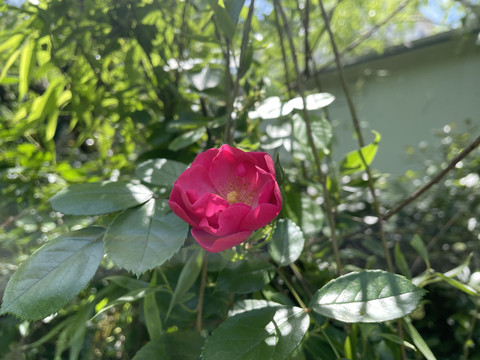 月季花