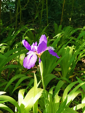 鸢尾花