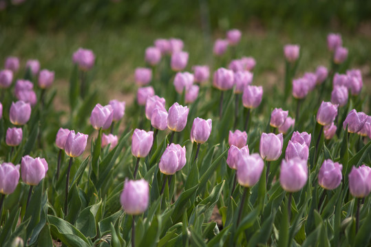 郁金香花盛开