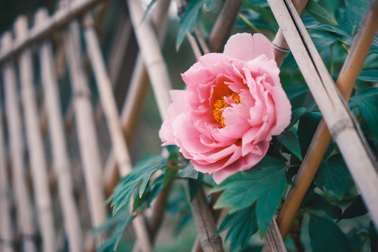 北京植物园牡丹花