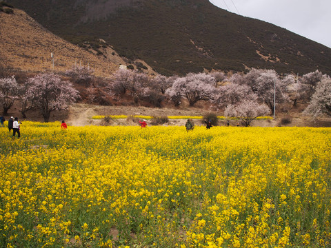 林芝桃花