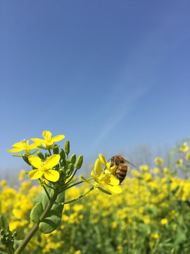 油菜花