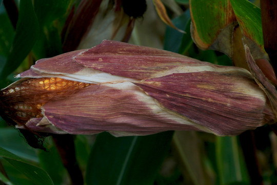 紫红壳玉米