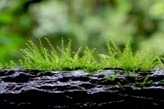 森林里树桩上的绿色苔藓