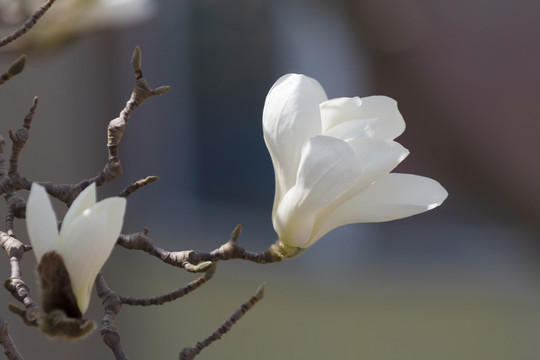 玉兰花开