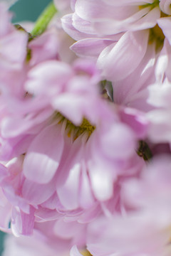 雏菊花开