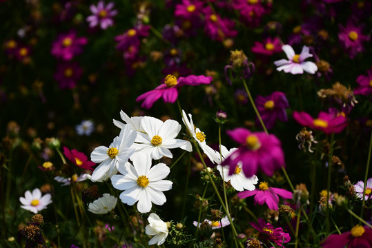 格桑花