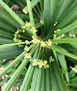 绿叶植物特点