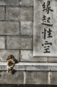 寺庙里的小猫