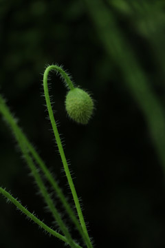 虞美人花