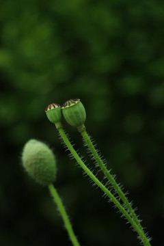 虞美人花