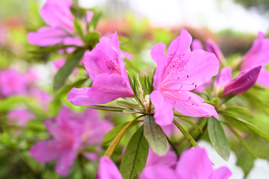 杜鹃花