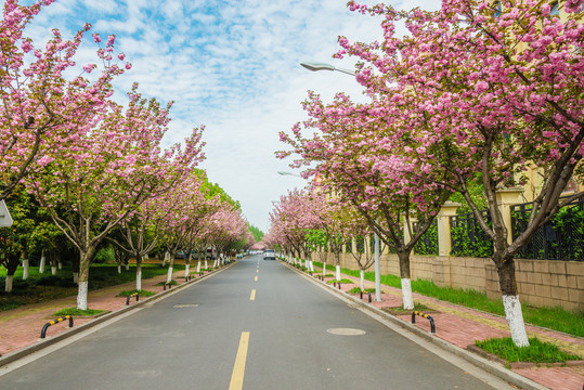 樱花大道